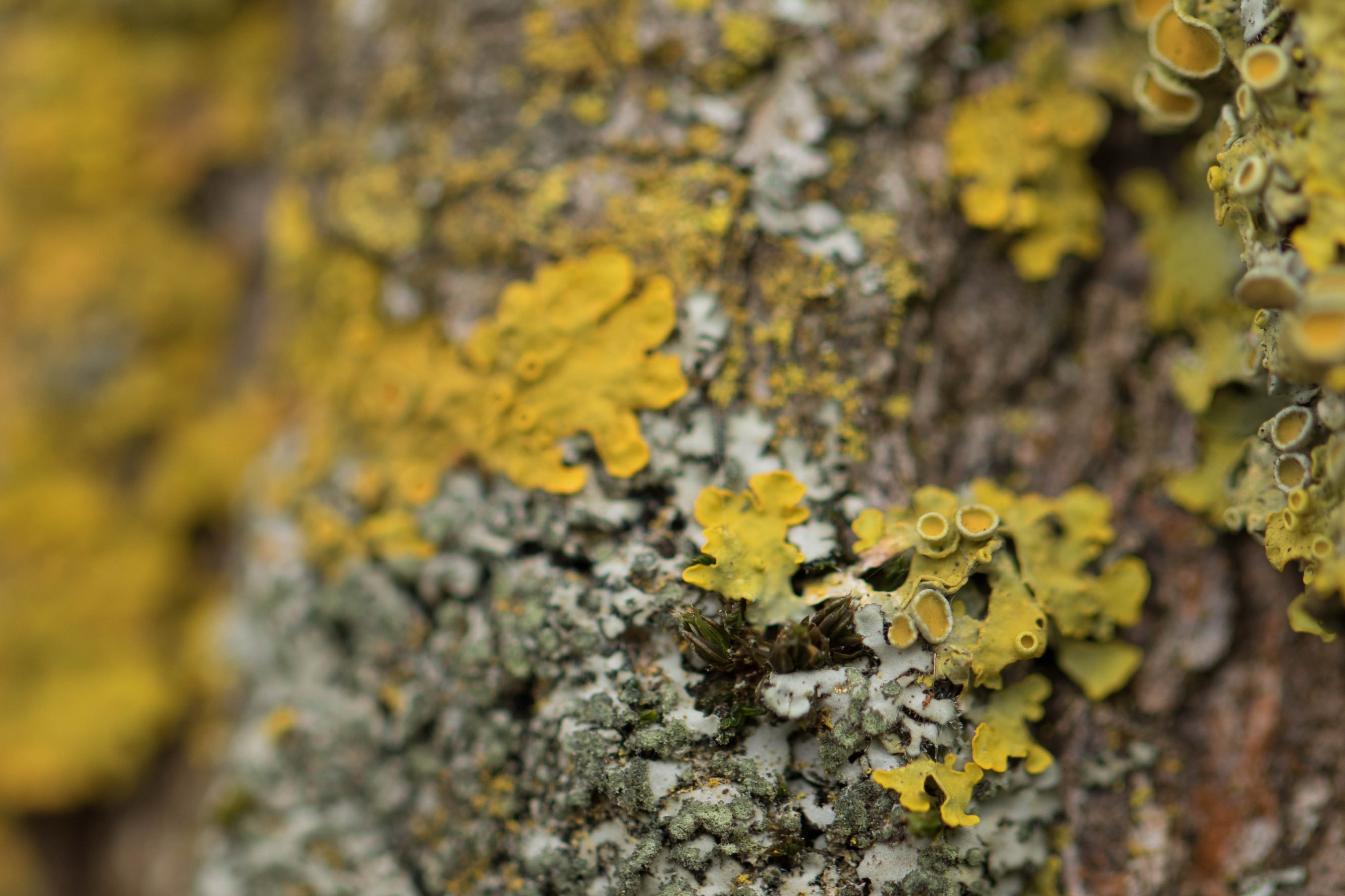 Photo de Des lichens en ville